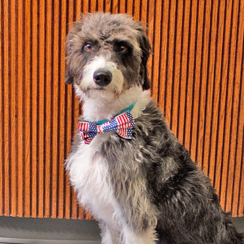 Zeus is the practice dog at Adam Fienman, DDS, in West Bloomfield, Michigan.