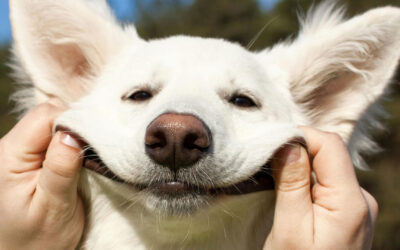 From Gingivitis to Gum Disease: What You Need to Know This Gum Health Month